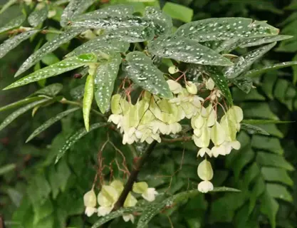 angel wing begonia with spotted green leaves and pale hanging flower clusters