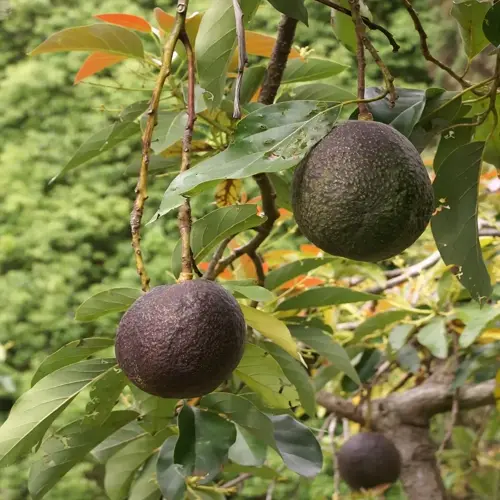 avocado tree fruit hanging among green leaves on branches