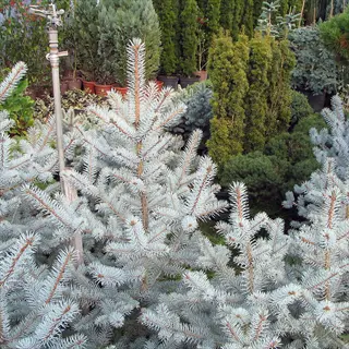 baby blue eyes spruce with silvery blue needles in a dense evergreen nursery display