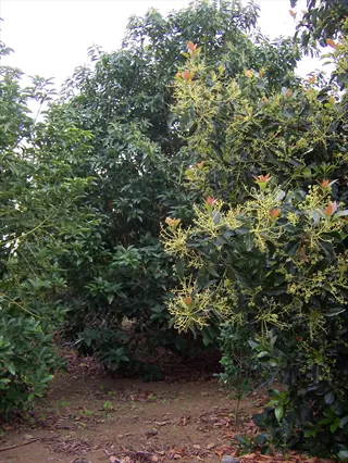 bacon avocado tree with pale flower clusters in a leafy orchard
