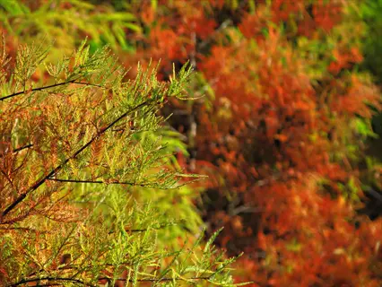 bald cypress fall foliage with green and rust-orange feathery branches in sunlight