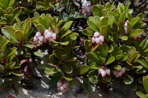bearberry evergreen groundcover with glossy leaves and pink-white bell flowers
