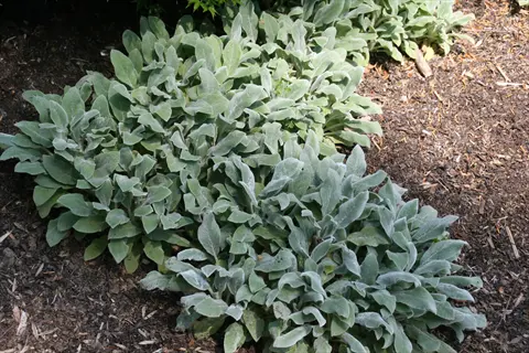 big ears lambs ear plants with soft silver-green fuzzy leaves in a mulched garden bed