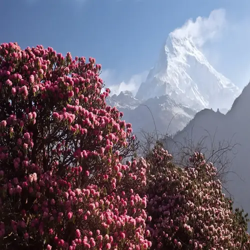 blooming rhododendron bush with pink flowers before a snow-capped mountain