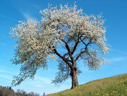 blooming tart cherry tree on a sunny hillside under a blue sky