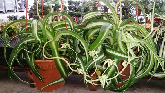 bonnie curly spider plant with variegated curling leaves and baby plantlets in hanging pots
