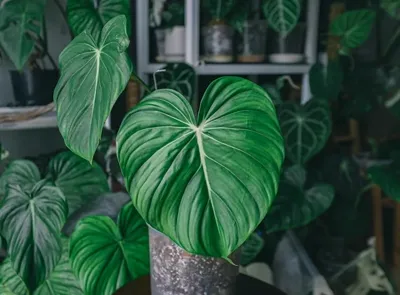 Plants