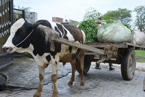 cattle feeding green fodder loaded on a wooden cart pulled by a cow