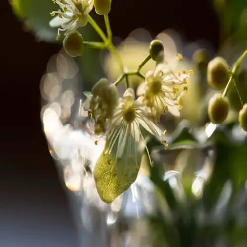 close-up of a blooming linden tree with pale flowers and soft sunlight