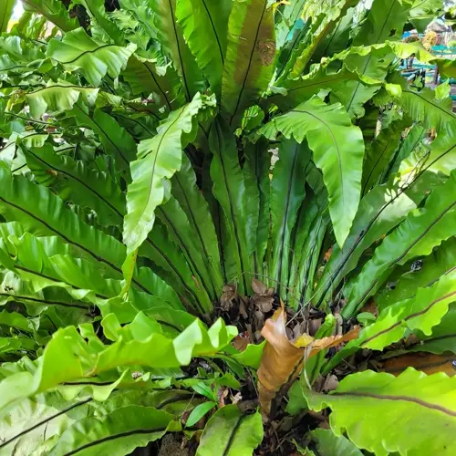 close-up of a lush bird nest fern with bright green wavy fronds
