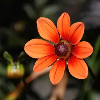 close-up of a single dahlia flower with orange petals against a dark blurred garden background