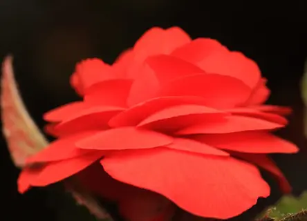 close-up of a vivid red tuberous begonia bloom against a dark background