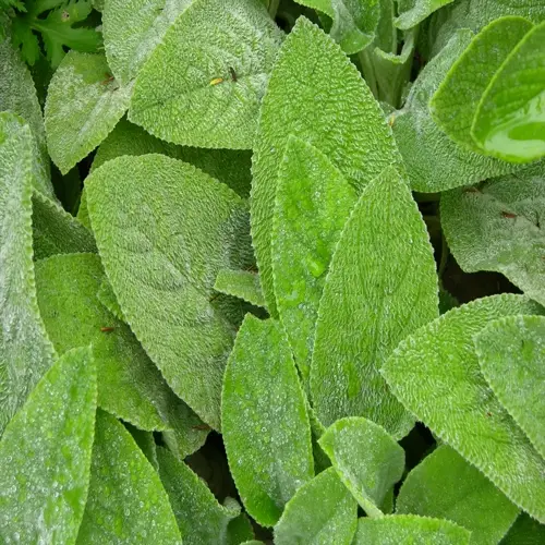 close-up of green lambs ear foliage with fuzzy leaves and dew drops