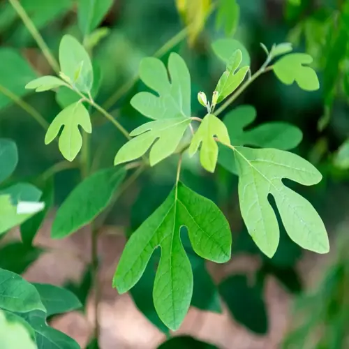 close-up of green sassafras tree leaves on a leafy branch