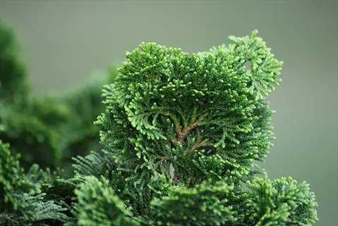 close-up of lush green hinoki cypress foliage with soft blurred background