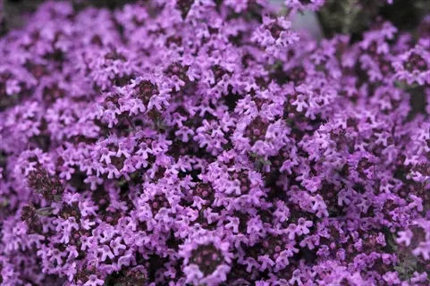 close-up of purple creeping thyme flowers in dense bloom