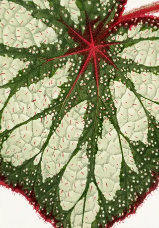 close-up of rex begonia leaves with silver patches, red veins, and serrated edges