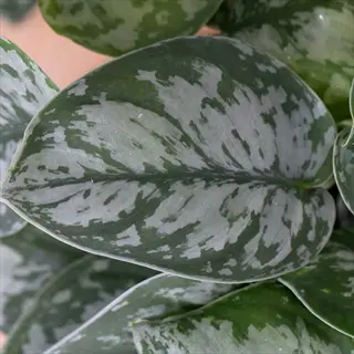 close-up of silver-variegated satin pothos leaves