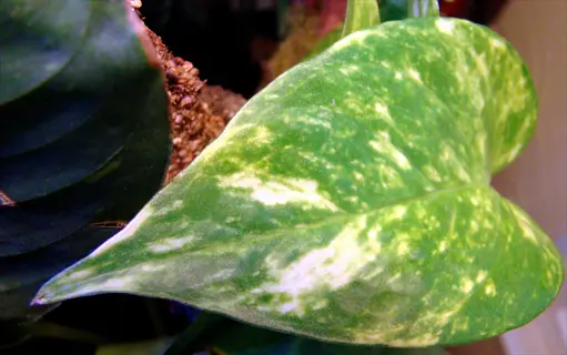 close-up of variegated golden pothos leaves with green and yellow marbling