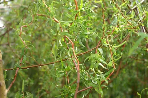 corkscrew willow branches with curled green leaves