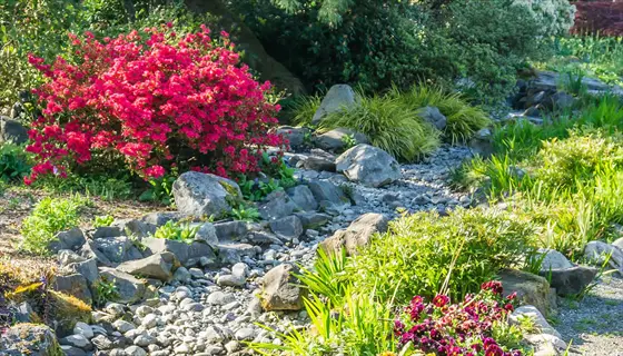 creeping phlox slope bloom beside rocks and grasses in a sunny landscaped garden