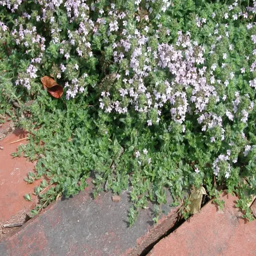 creeping thyme ground cover with pale purple flowers spreading over red paving stones