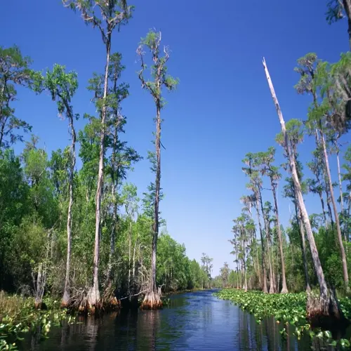 cypress trees landscape along a calm swamp waterway under a clear blue sky