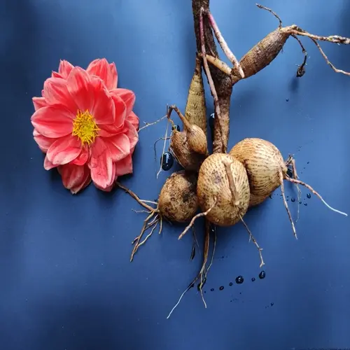 dahlia flower beside dahlia tubers planting stock on a blue surface
