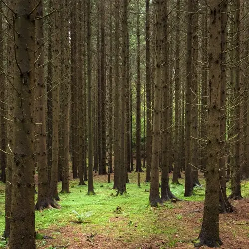 dense spruce tree forest with tall trunks and mossy green ground