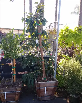 dwarf avocado container with staked young tree in a wooden planter at a garden nursery