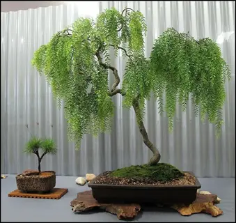 dwarf weeping willow bonsai with cascading green foliage in a shallow pot