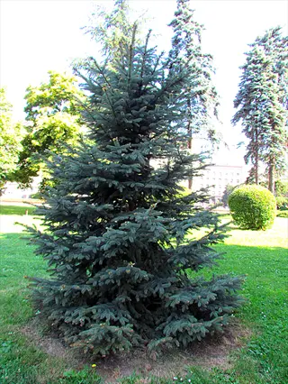 fat albert blue spruce tree growing in a sunny park lawn