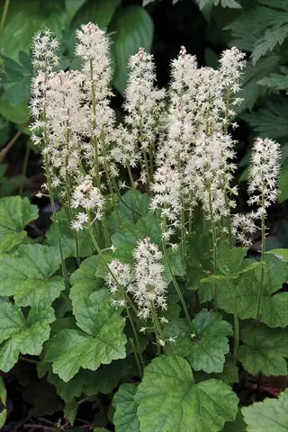 foamflower tiarella shade with white flower spikes and green foliage