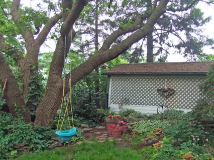 garden swing beside shed with pots and rhizomatous begonia foliage under trees