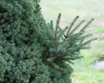 glauca globosa dwarf spruce with dense blue-green needles and new upright growth