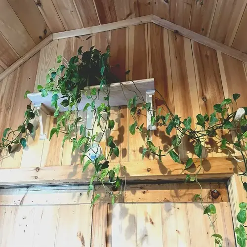 golden pothos trailing shelf on a wooden wall with vines hanging from a high ledge