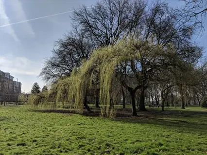 golden weeping willow in a sunny park with bare trees and grass