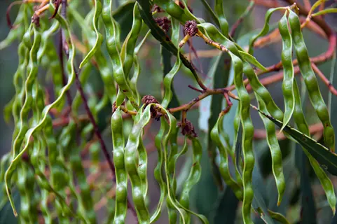 green curled willow leaves hanging from reddish branches in soft focus