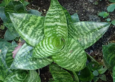 hahnii bird's nest snake plant with green variegated rosette leaves in soil