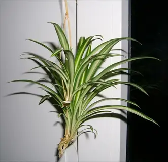 hanging vittatum spider plant with variegated green and cream leaves by a window