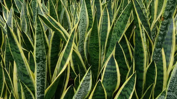 laurentii snake plant leaves with green stripes and yellow edges
