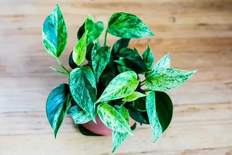 marble queen pothos plant with variegated green and white leaves in a pink pot