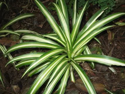 milky way spider plant with striped green and white leaves growing outdoors