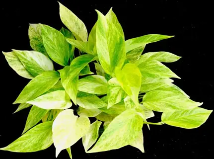 neon pothos plant with bright green leaves on a black background