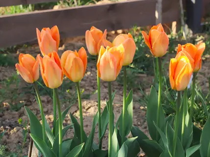 orange emperor fosteriana tulips blooming in a sunny garden bed