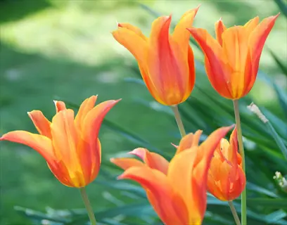 orange species tulips garden blooming against soft green foliage