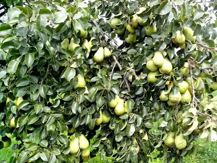 pear tree fruit hanging in clusters among glossy green leaves on a tree branch