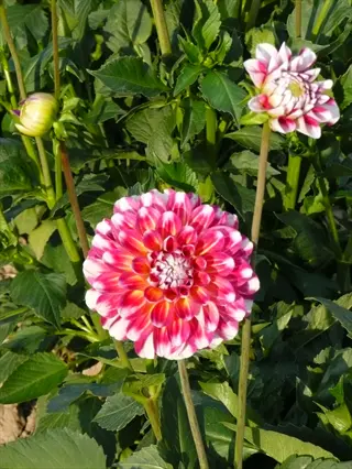 pink and white ball dahlia flower blooming among green leaves