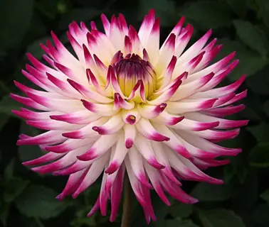 pink and white cactus dahlia bloom with pointed petals against dark green foliage