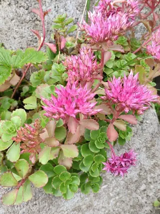 pink blooming sedum stonecrop groundcover with succulent green leaves among rocks